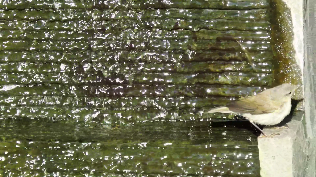 welk vogeltje is dit ?